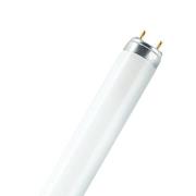 OSRAM G13 T8-tl-lamp LUMILUX van 36W, 827