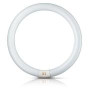 Philips Ronde G10q-tl-lamp Master Circular TL-E, 22W, 865