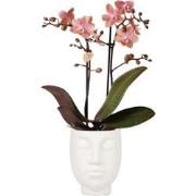 Kolibri Orchids | Phalaenopsis orchidee Fragrance Roze in Face to Face...