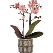 Kolibri Orchids | Phalaenopsis orchidee Fragrance Roze in Industrial C...