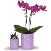 Kolibri Orchids | Gift set Optimism small lila | Groene plant met oran...