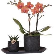 Kolibri Company | Plantenset Home Hub small | Oranje Phalaenopsis Orch...