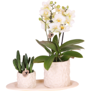 Kolibri Company | Plantenset Star Fish small | Witte Phalaenopsis Orch...