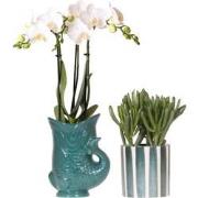 Kolibri Orchids | Set van witte orchidee Amabilis in Fish pot groen en...