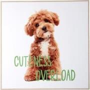 Present Time - Wall Art Puppy Cuteness Overload - Multicolor