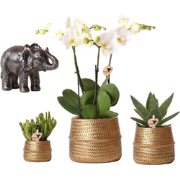 Kolibri Company | Plantenset Groove | Witte Phalaenopsis Orchidee Ghen...