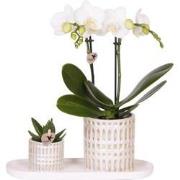 Kolibri Company | Plantenset Le Chic small | Witte Phalaenopsis Orchid...