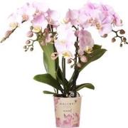 Kolibri Orchids | Roze phalaenopsis orchidee - Portugal - potmaat Ø9cm...