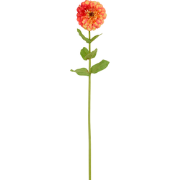 Oranje kunst Zinnia stam H68