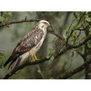 Buizerd 70x50cm Tuinschilderij