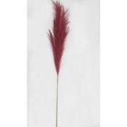 Pampas gras 100cm rood