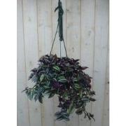 Hangplant Tradescantia donker rood