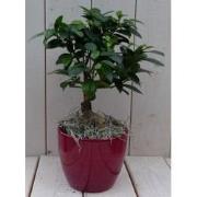 Bonsai Ficus microcarpa rode pot 30 cm