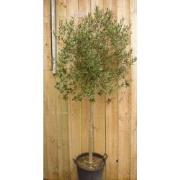 Olijfboom Olea stamhoogte 70 cm en boomhoogte 230 cm