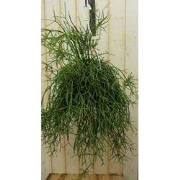 Rhipsalis trigona