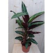 Calathea Trio Star Pauwenplant smal blad met wit 60 cm