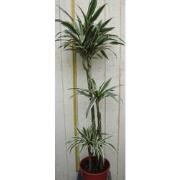 Kamerplant Drakenbloedboom Dracaena Fragrans Wit-Groen 120 cm