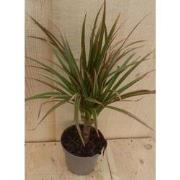 Drakenbloedboom Dracaena Marginata Smal Blad Roze 30 cm