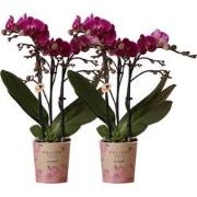 Kolibri Orchids | COMBI DEAL van 2 paarse phalaenopsis orchideeën - Mo...