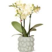 Kolibri Orchids | gele Phalaenopsis orchidee  Mexico + Citrus sierpot ...