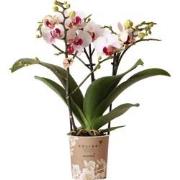 Kolibri Orchids | Witte Phalaenopsis orchidee - Mineral Gibraltar -  p...