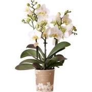 Kolibri Orchids | Witte phalaenopsis orchidee - Lausanne - potmaat Ø9c...