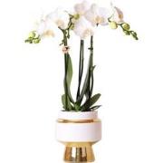 Kolibri Orchids | Witte Phalaenopsis orchidee  Amabilis + Le Chic sier...