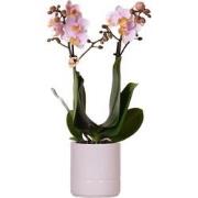 Kolibri Orchids | Roze phalaenopsis orchidee - Andorra + Pastel pot pi...