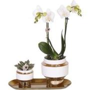 Kolibri Company - Set van witte orchidee en Succulent op gouden dienbl...