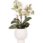 Kolibri Orchids | Witte phalaenopsis orchidee - Lausanne + Scandic wit...