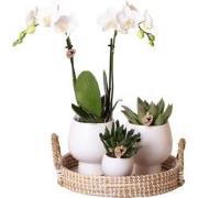 Kolibri Company | Gift set Scandic white | Plantenset met witte Phalae...