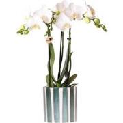 Kolibri Orchids | Witte Phalaenopsis orchidee Amabilis + Painted Strip...