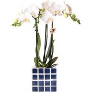 Kolibri Orchids | Witte phalaenopsis orchidee Amabilis + Mosa sierpot ...