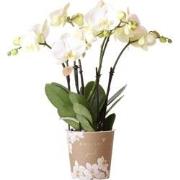 Kolibri Orchids | Witte Phalaenopsis orchidee potmaat - Jewel Ghent - ...