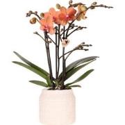 Kolibri Orchids | Oranje orchidee Bolzano + Hieroglyph sierpot off whi...