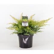 Juniperus pfitzeriana gold star 35 cm