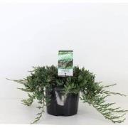 Juniperus hor wiltonii 30 cm