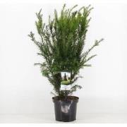 Taxus media groenland 50-60 cm