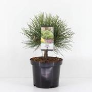 Pinus nigra nana