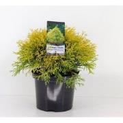 Chamaecyparis pis filifera aurea 45 cm