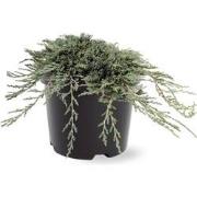 Juniperus hor. Icee Blue pbr 25-30 cm Conifeer