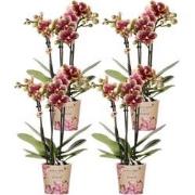 Kolibri Orchids | COMBI DEAL van 4 geel rode phalaenopsis orchideeën -...