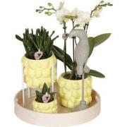 Kolibri Company | Gift set Citrus Plantenset met gele Phalaenopsis Orc...