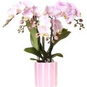 Kolibri Orchids | Roze Phalaenopsis orchidee Portugal + Painted Stripe...