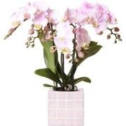 Kolibri Orchids | roze phalaenopsis orchidee Portugal + Mosa sierpot r...