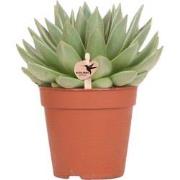 Kolibri Greens | Groene plant - Succulent Echeveria Miranda - groene k...