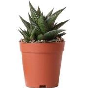 Kolibri Greens | Groene plant - Succulent Haworthia Limifolia - potmaa...