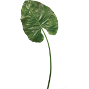 Kunstmatige ronde alocasia bladsteel, groen H117