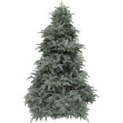 Abies Nordmann kunstkerstboom deluxe forest blue h215 d155 cm