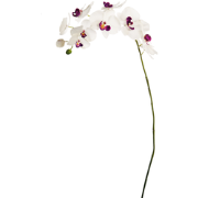 Tak van mauve phalaenopsis orchidee H100